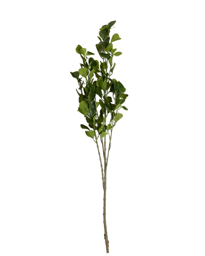 O1-13 غصن فيكس