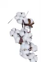 Gemini_Generated_Image_bvxzgvbvxzgvbvxz.webp