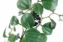 Gemini_Generated_Image_afjw5pafjw5pafjw.webp